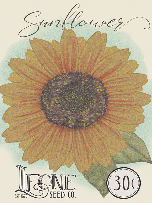 Sunflower Seed Packet 8 Canvas Print