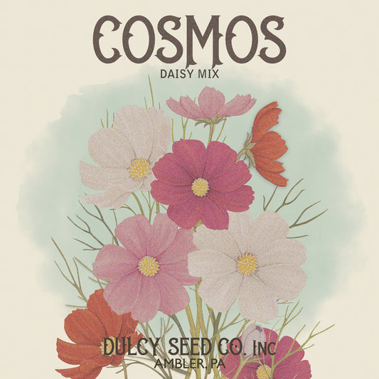 Coasmos Daisy Seed Packet Canvas Print