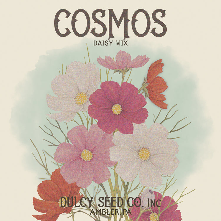 Coasmos Daisy Seed Packet