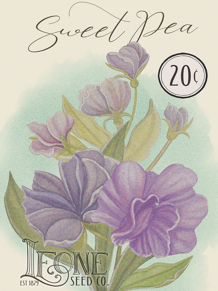 Sweet Pea Seed Packet 12