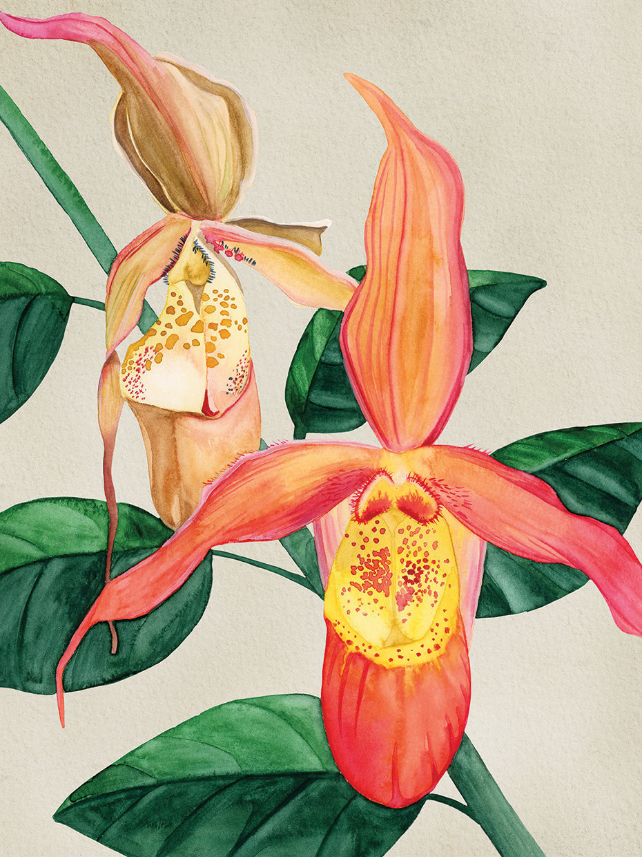 Orchid Garden 2