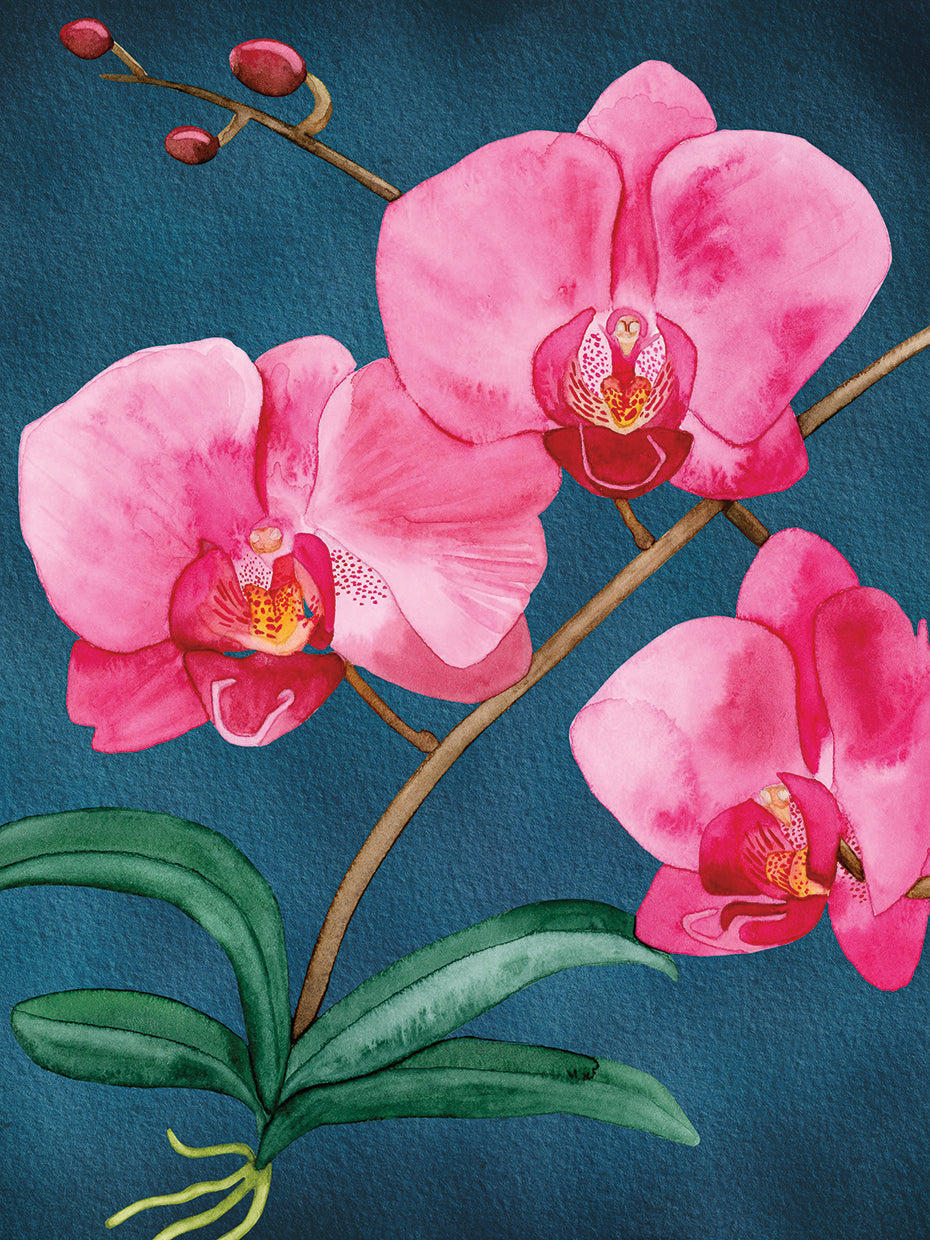 Orchid Garden 5