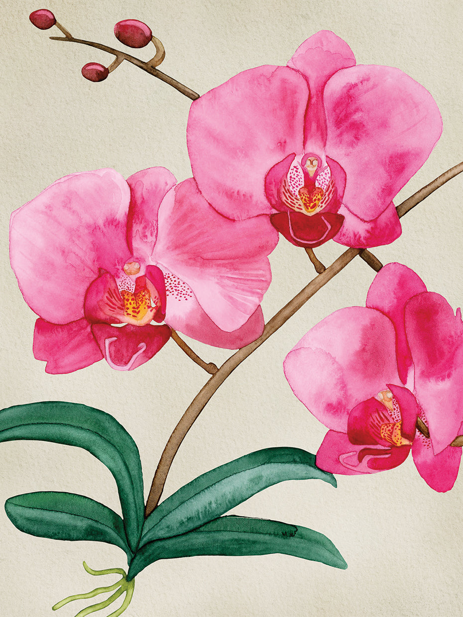 Orchid Garden 6