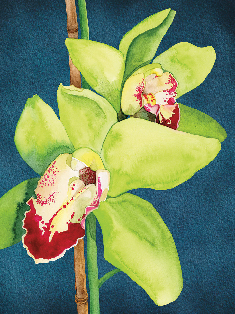 Orchid Garden 7