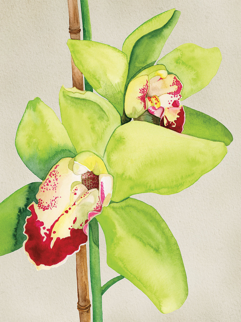 Orchid Garden 8