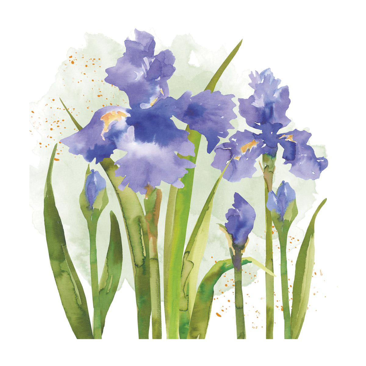 Iris Watercolor 1