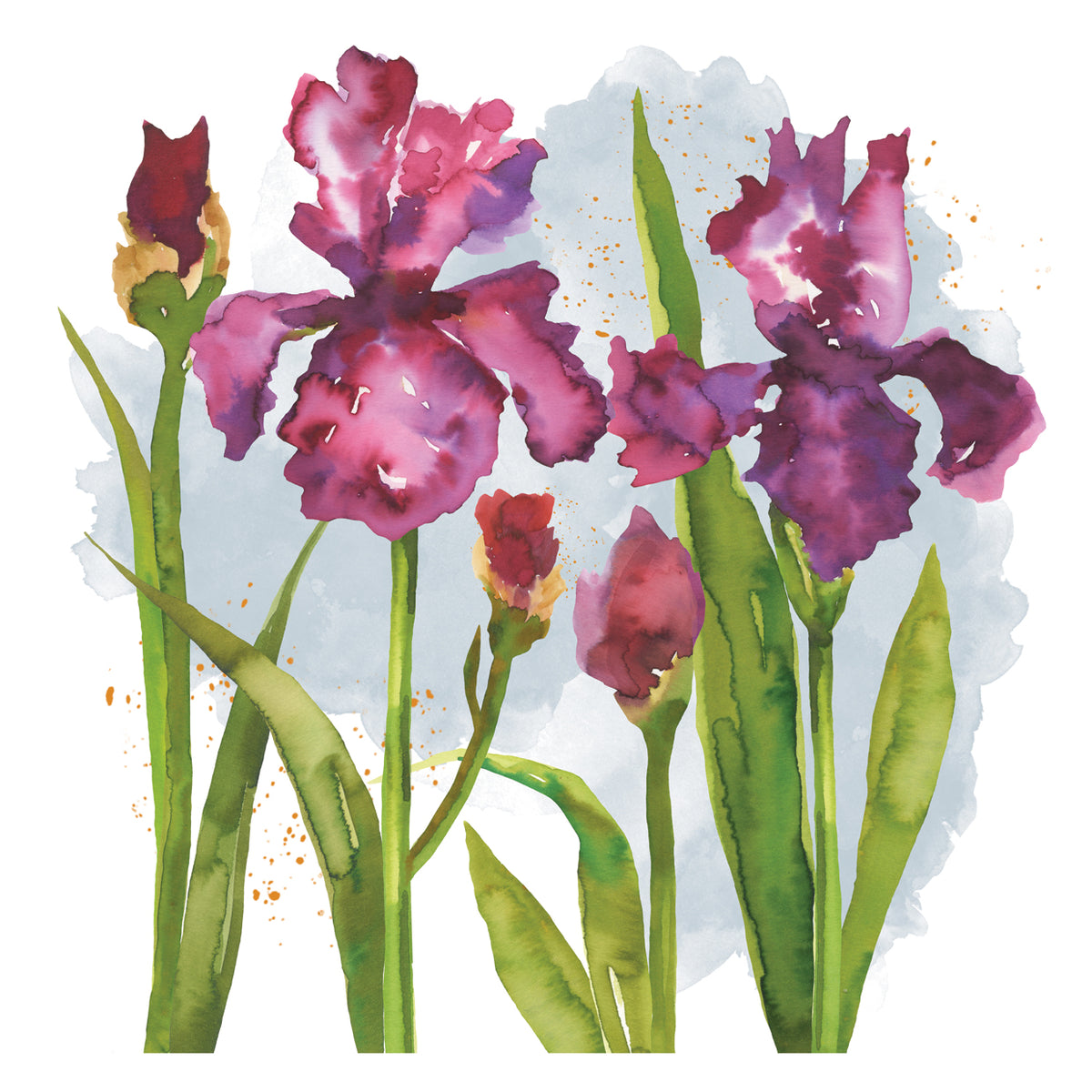 Iris Watercolor 5