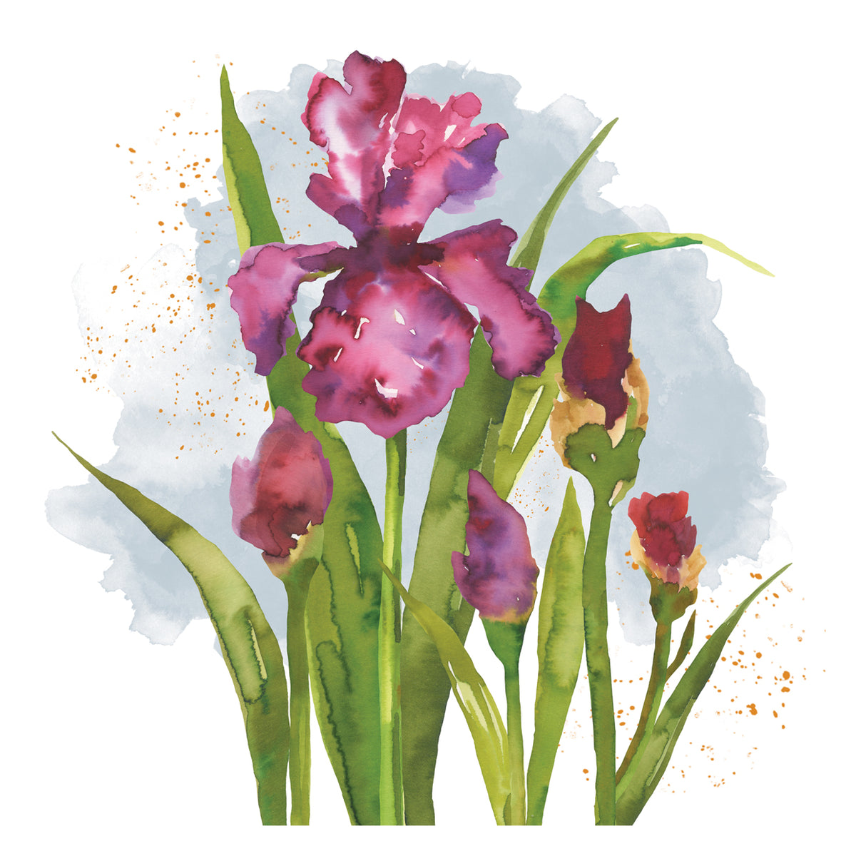 Iris Watercolor 6