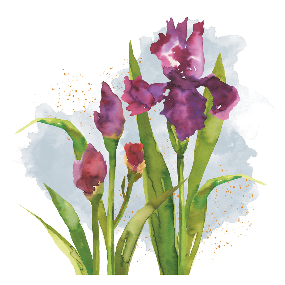Iris Watercolor 7