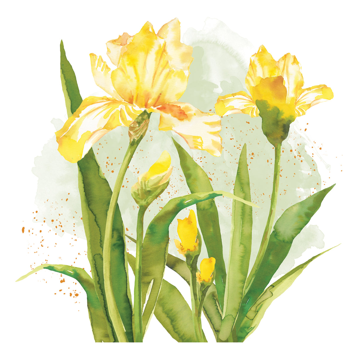 Daffodil Watercolor 6