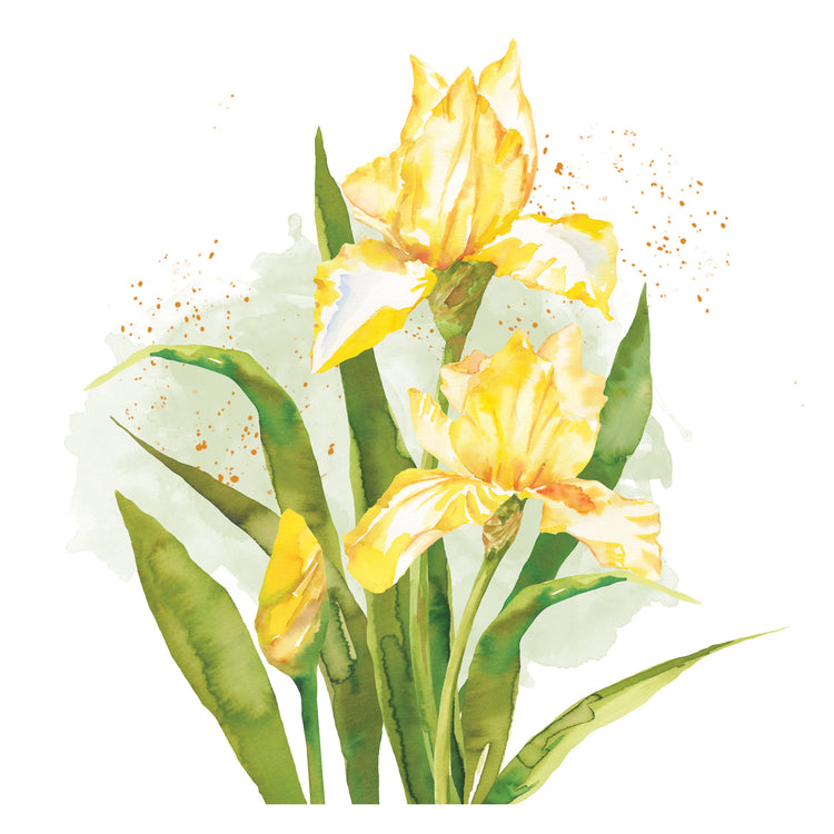 Narciso Acuarela 7 Lienzo