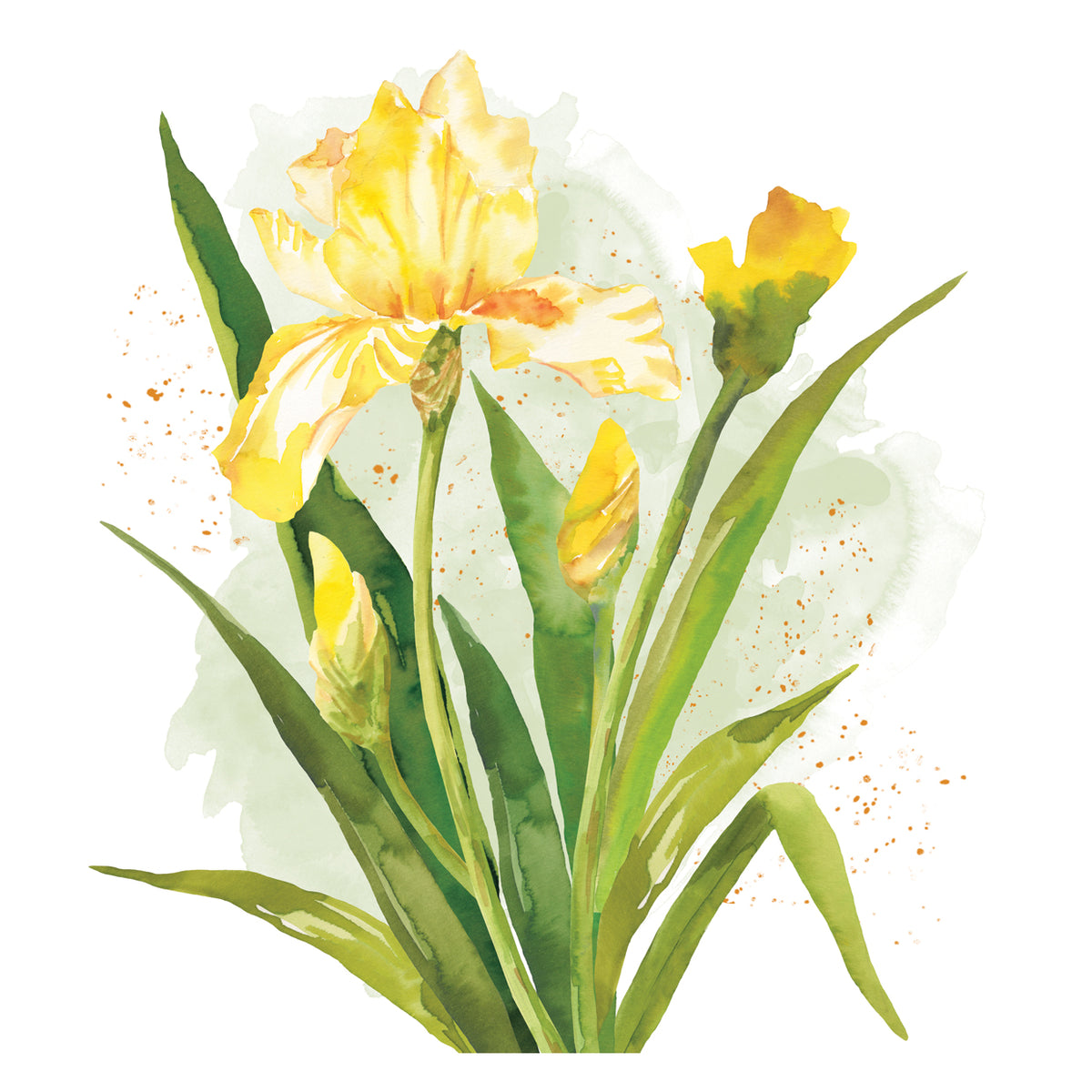 Daffodil Watercolor 8