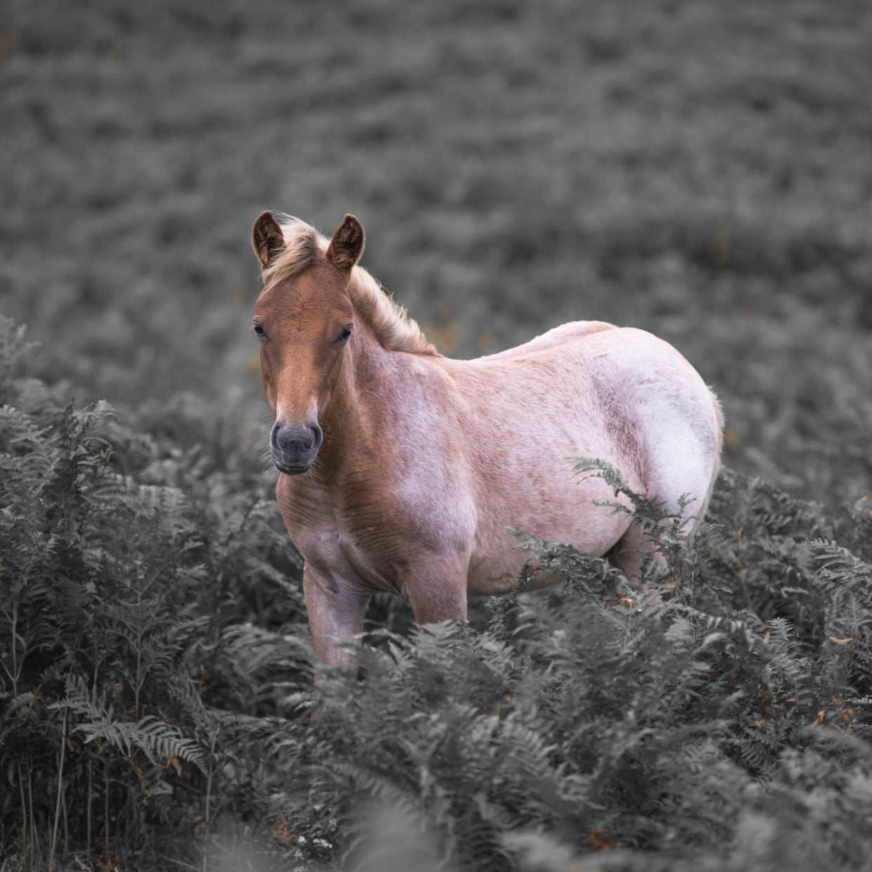 Horse 081