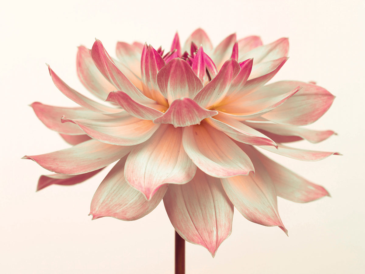 Dahlia Flowers 027
