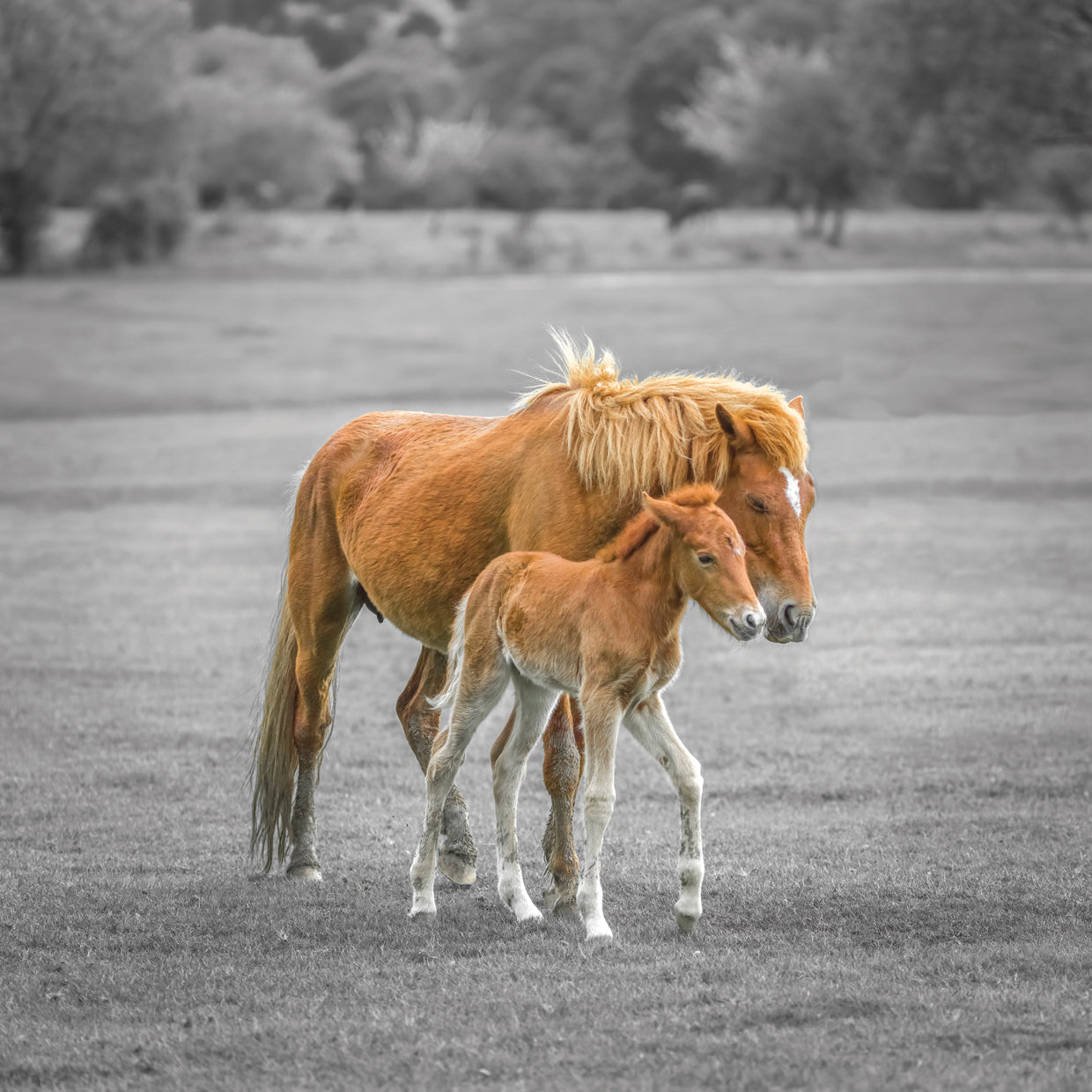 New Forest 322