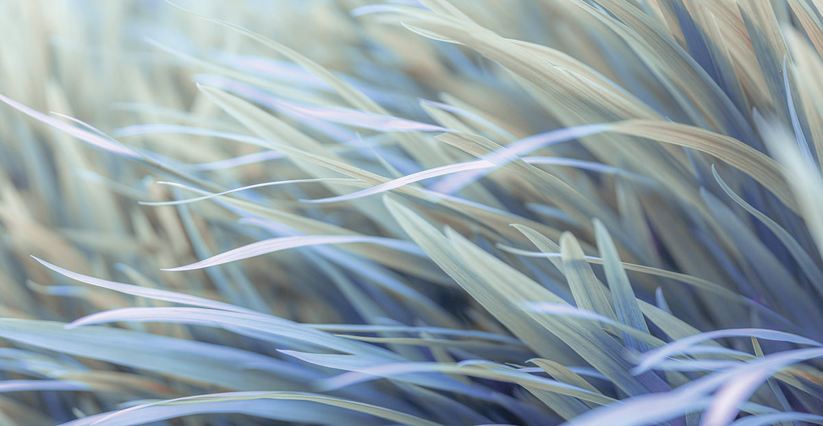Grass 160
