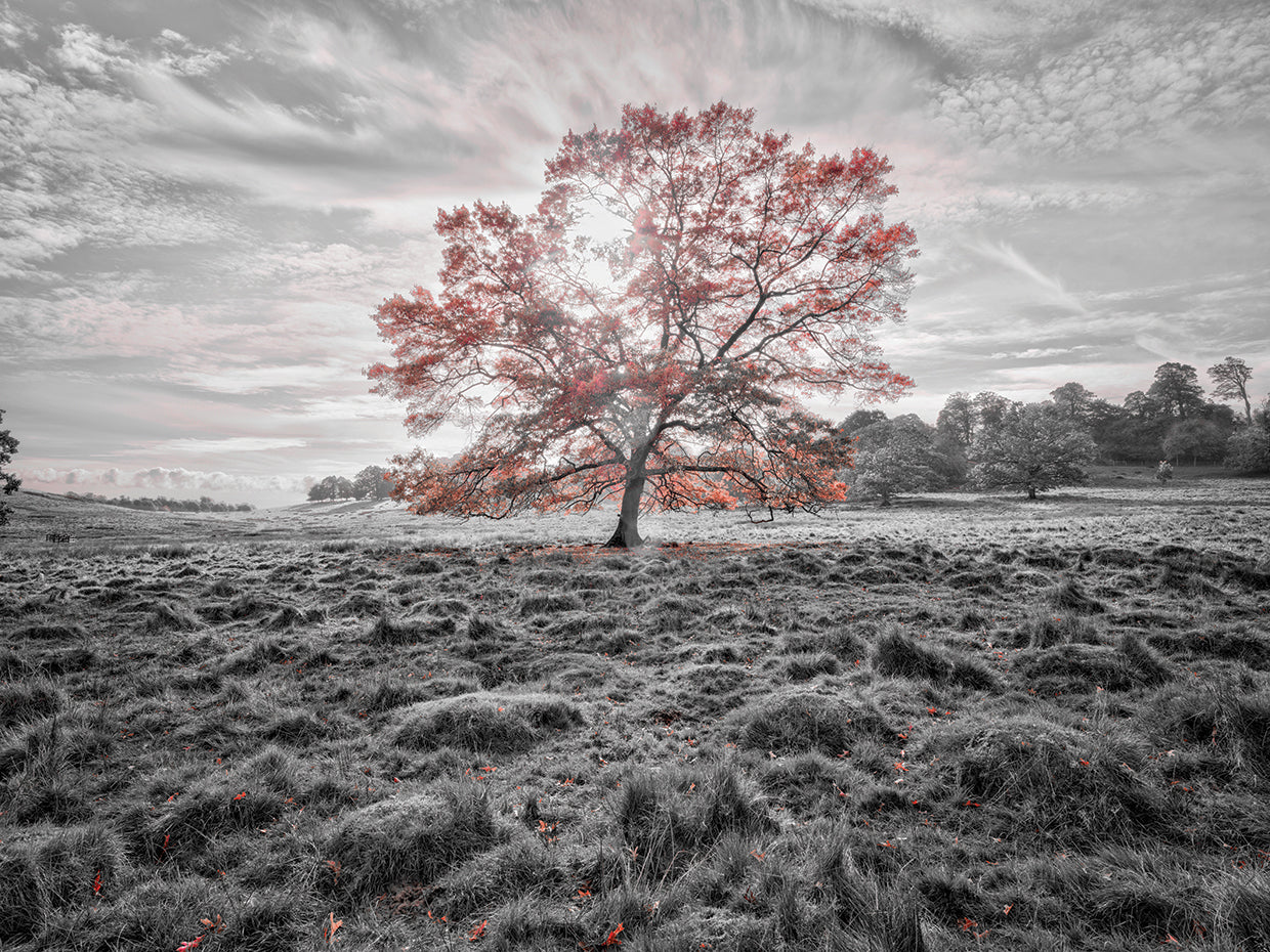 Trees 089X