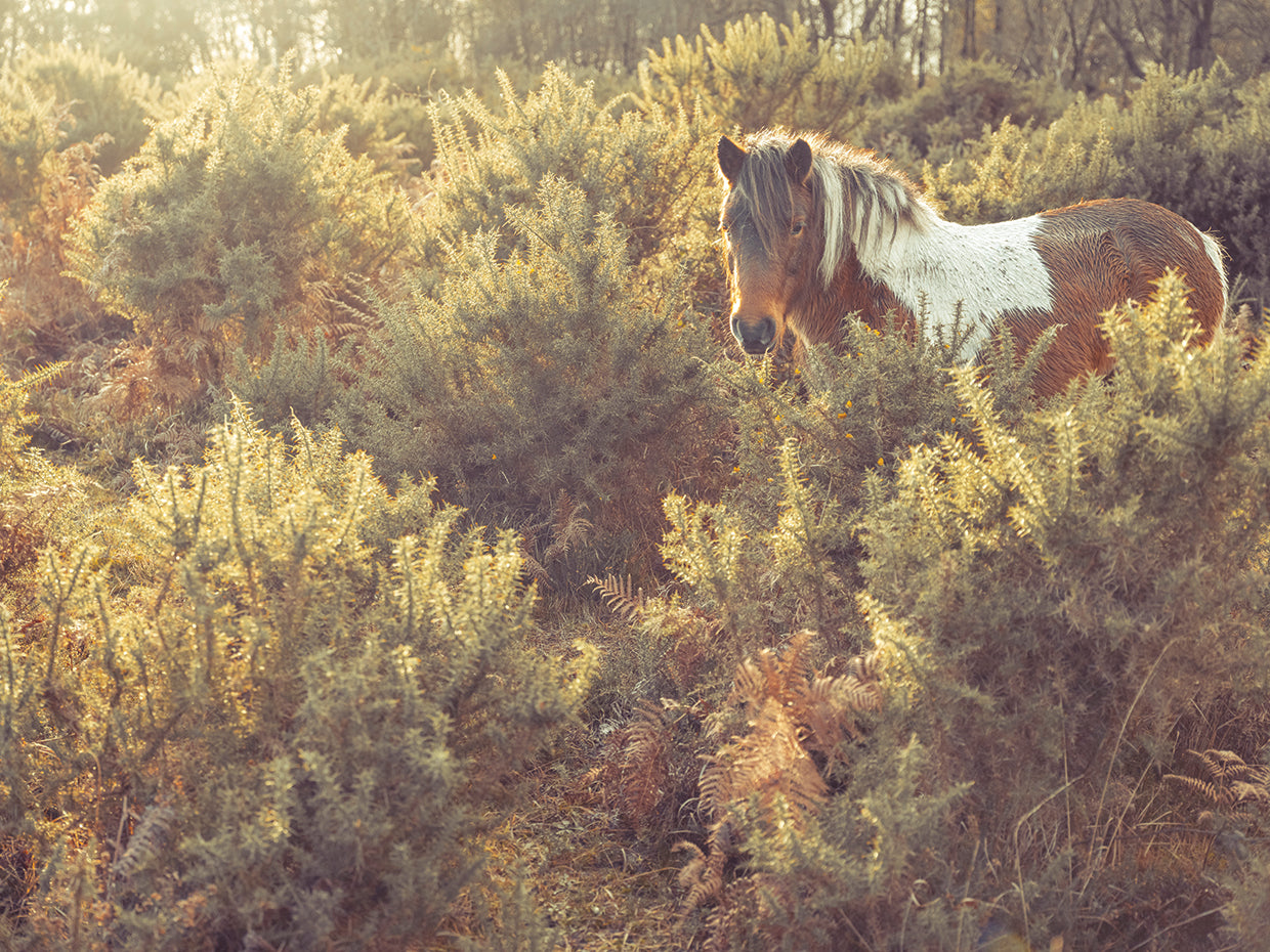 Horses 769C02