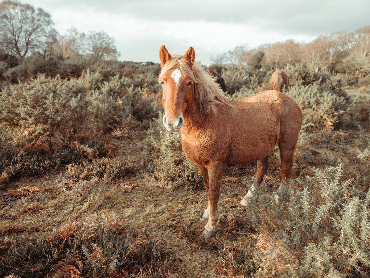 Horses 801C01