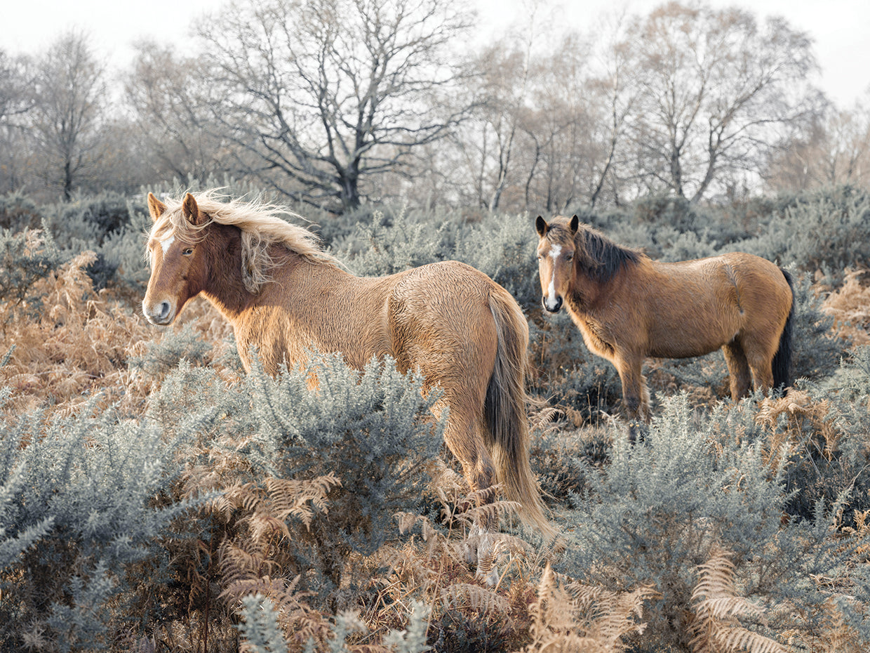Horses 840