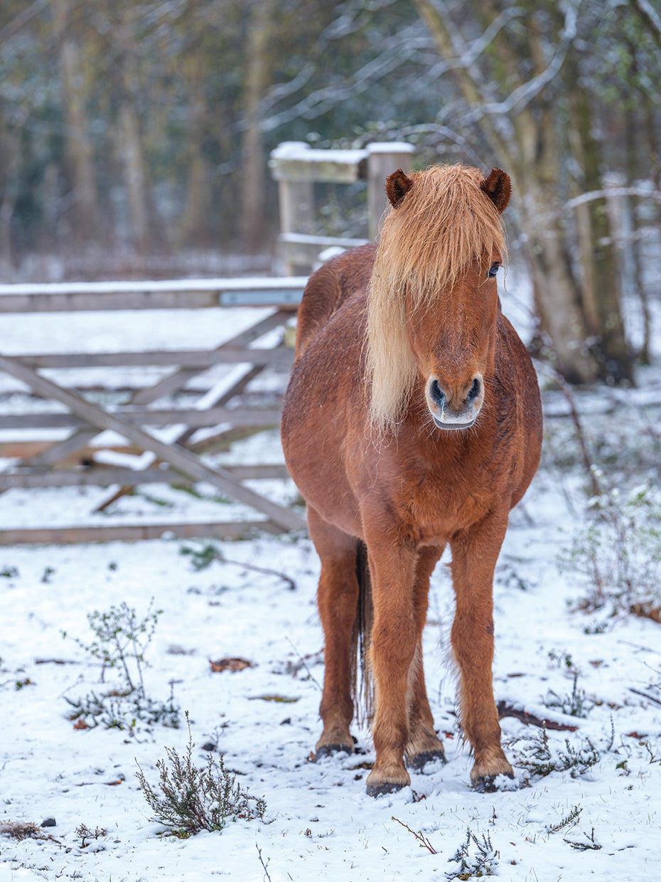 AF20210412 Horses 017