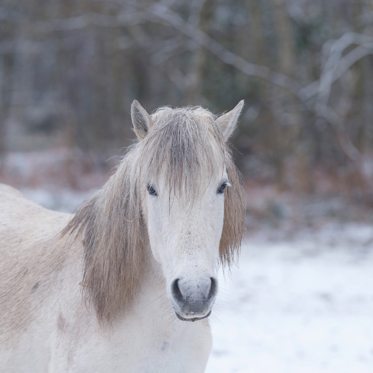 Horses 021