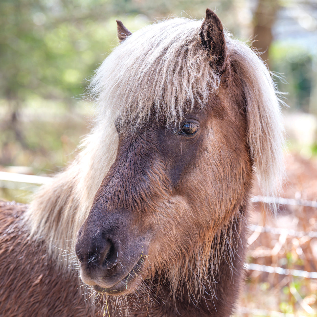 Horses 290