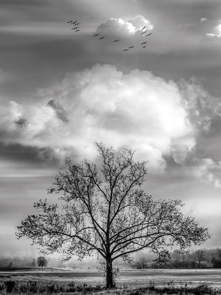 Floating over the Fields Black and White