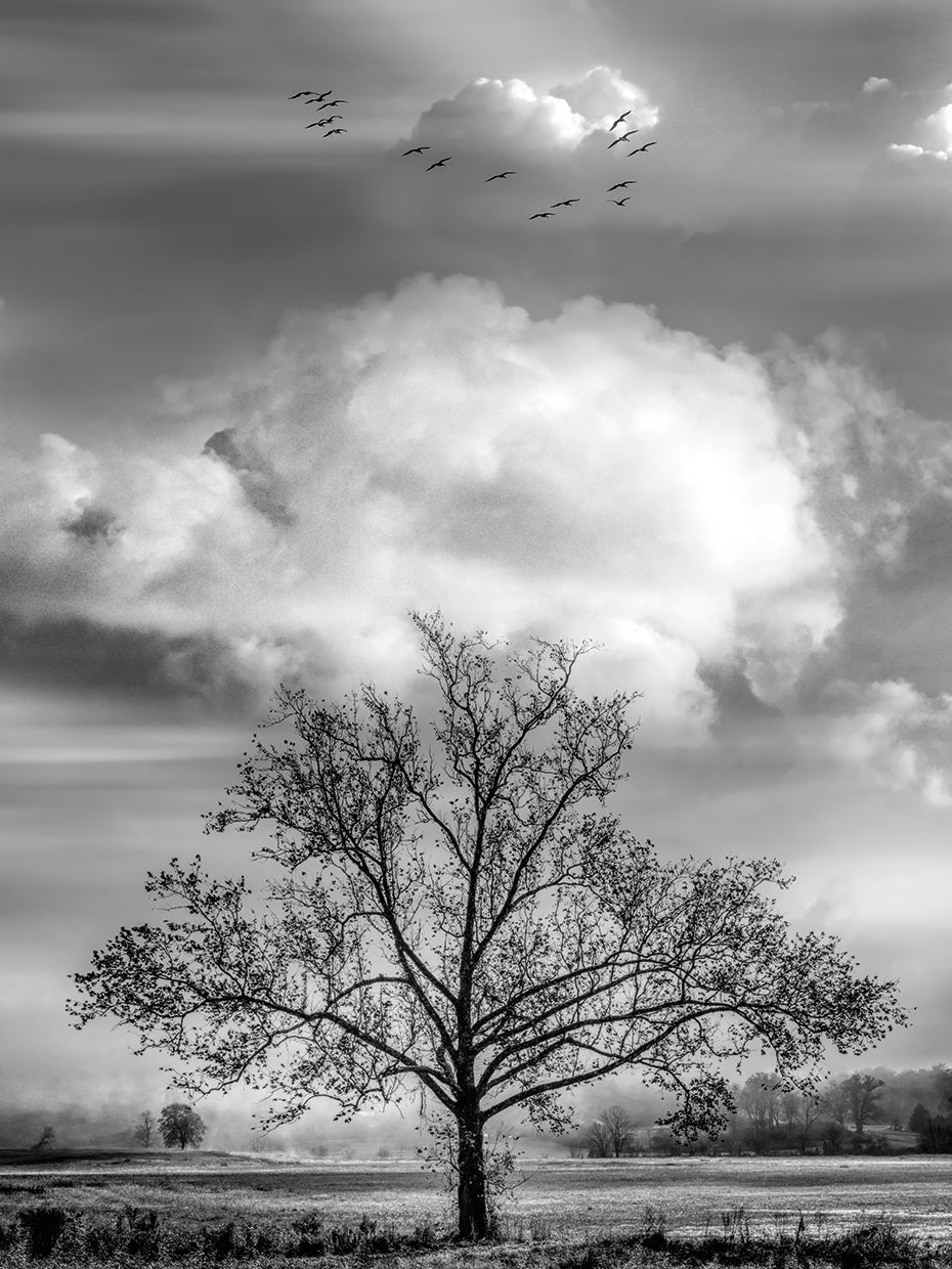 Floating over the Fields Black and White