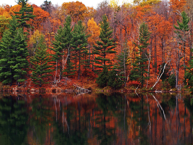 Meech Lake Reflections
