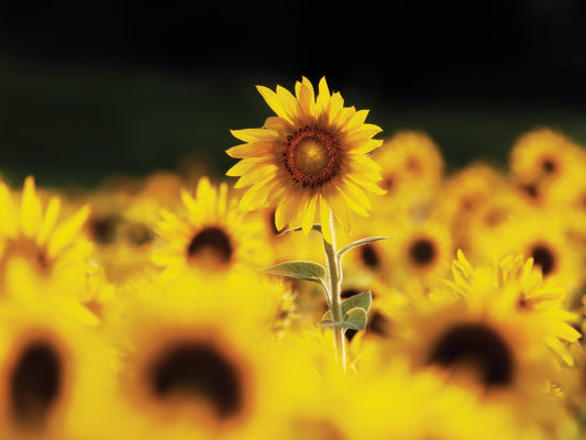 Sunflower Ottawa