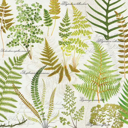 Botanical Gardens Ferns Canvas Print