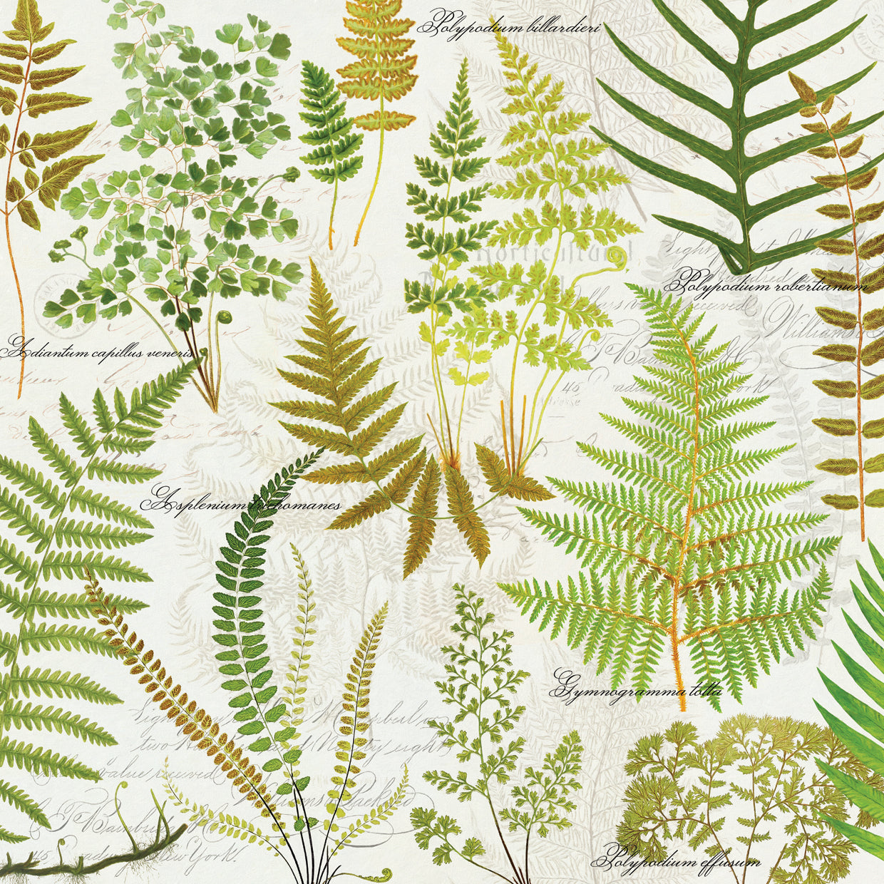 Botanical Gardens Ferns