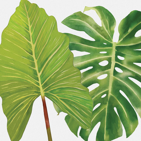 Philodendron and Monstera Leaf Canvas Print