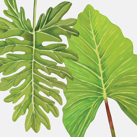 Philodendron Leaves Canvas Print