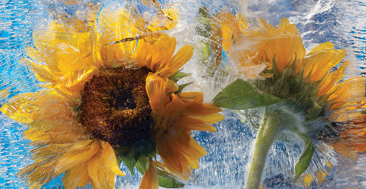 Sunflowers Days - Frozen Sunflowers
