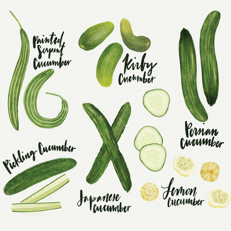 Cucumbers