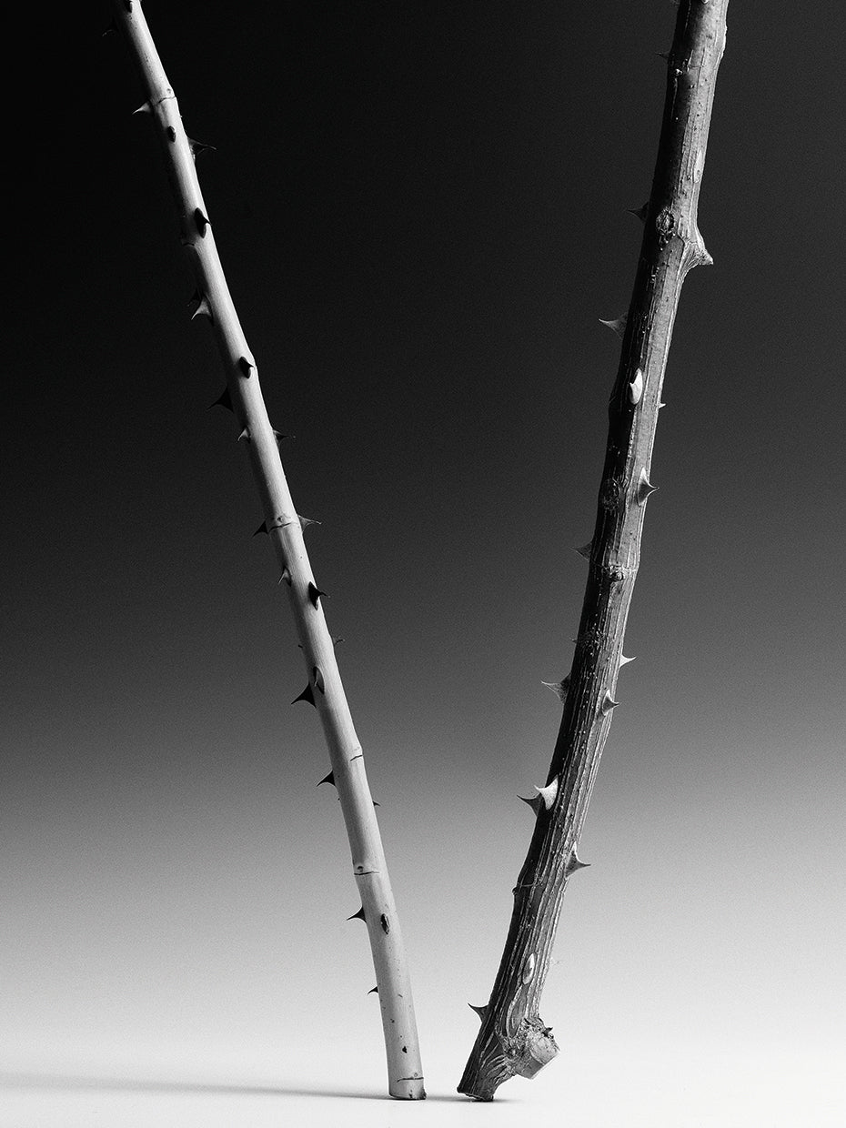 Two Rose Canes