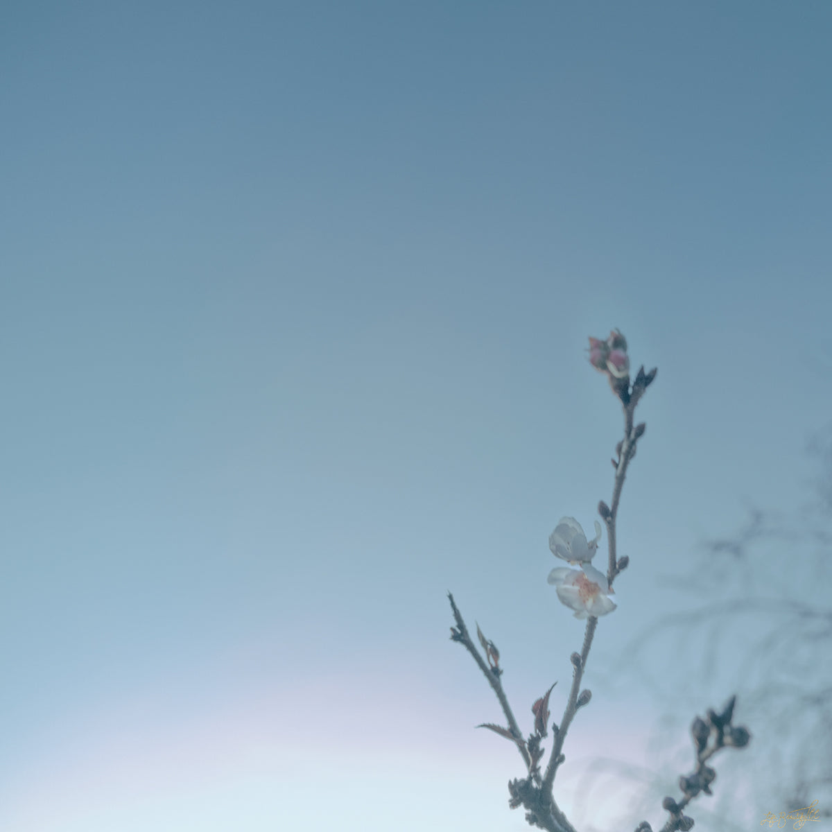 Blossom at Sunset 2