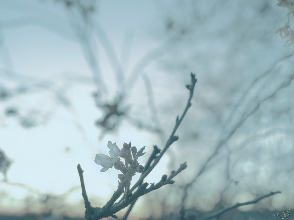 Cherry Blossom Haze 2