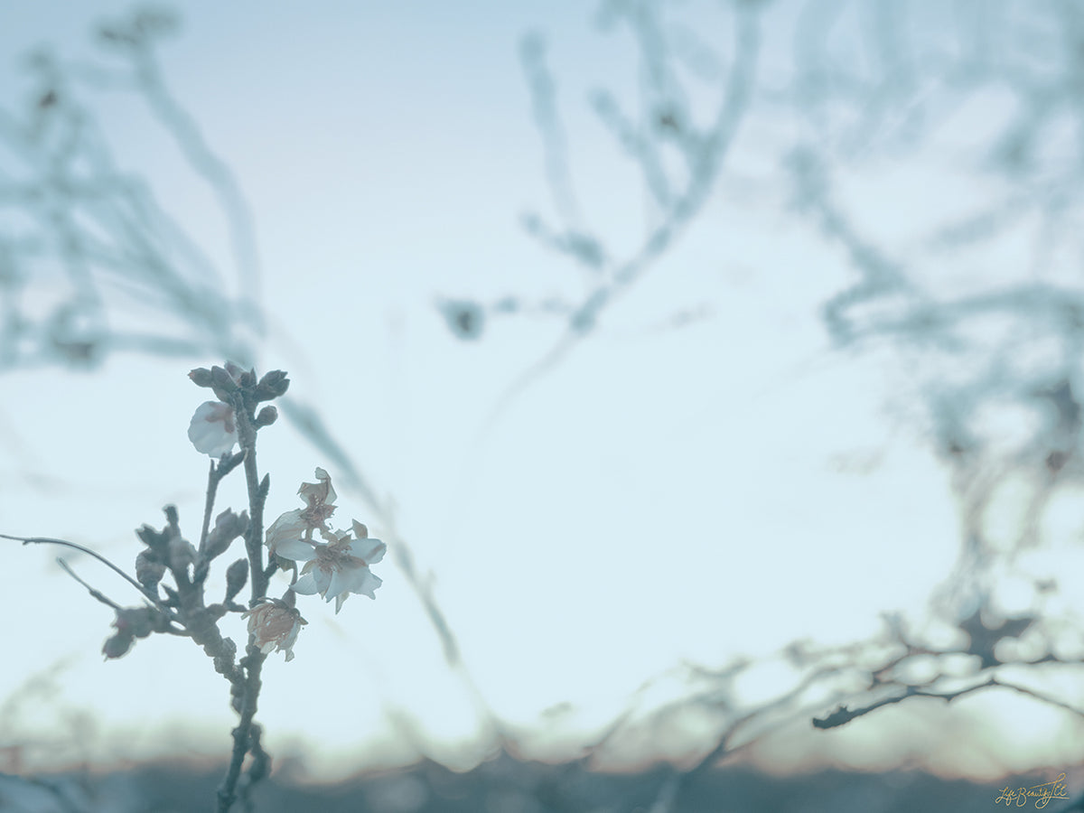 Cherry Blossom Haze