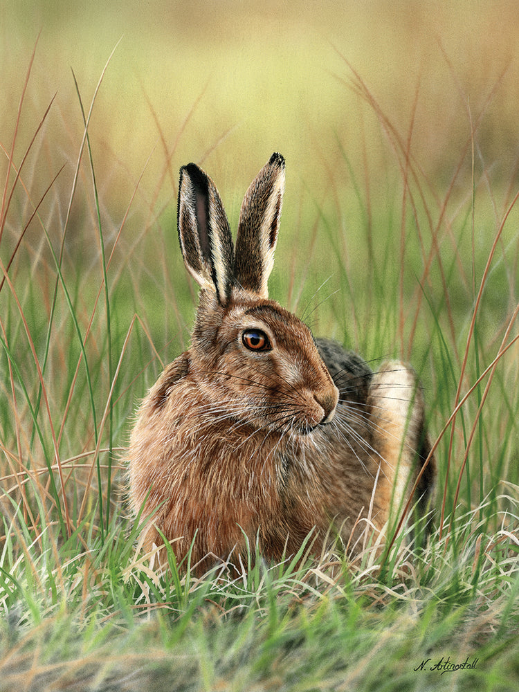 Brown Hare 0754