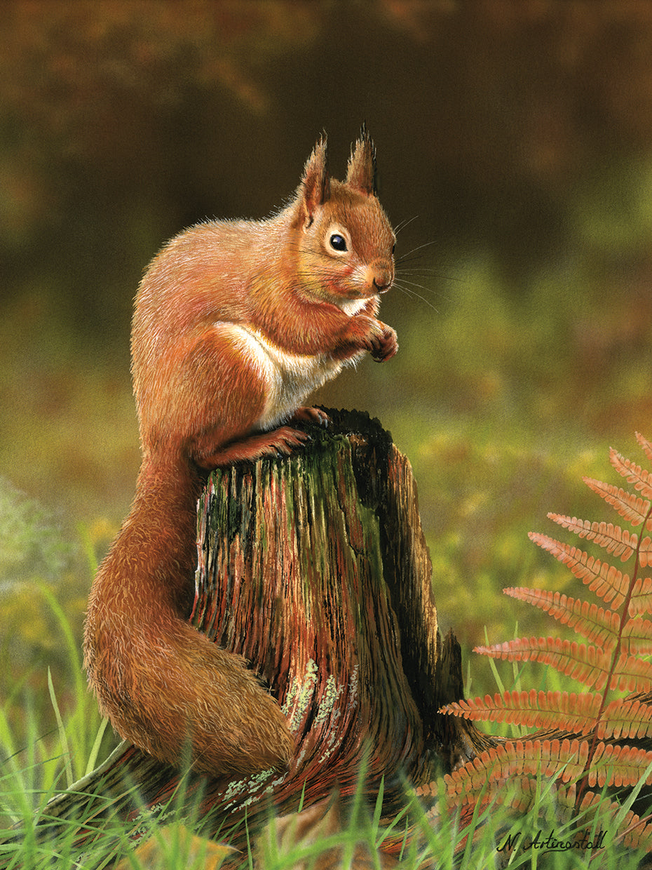 Red Squirrel 5753