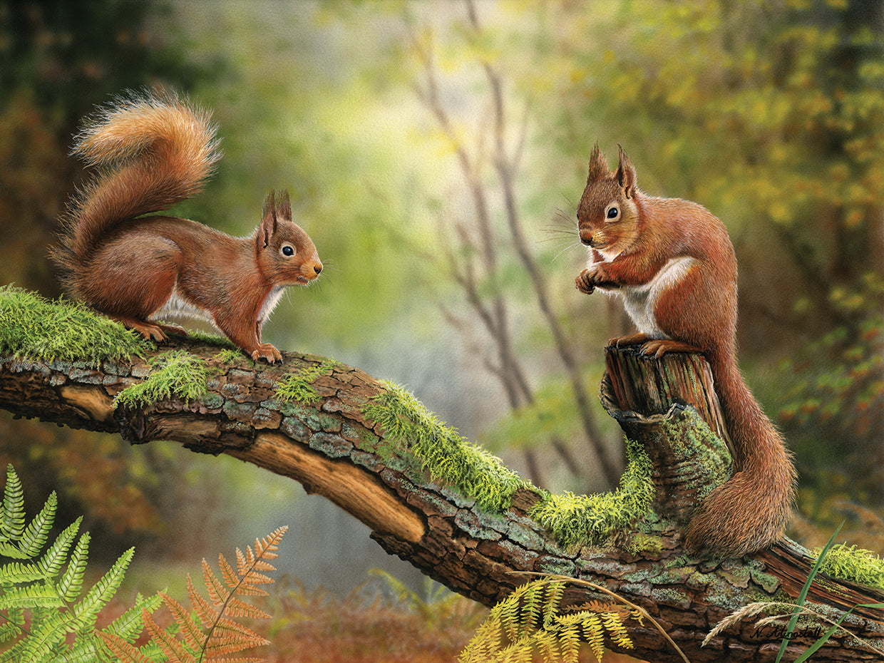 Red Squirrels 8053