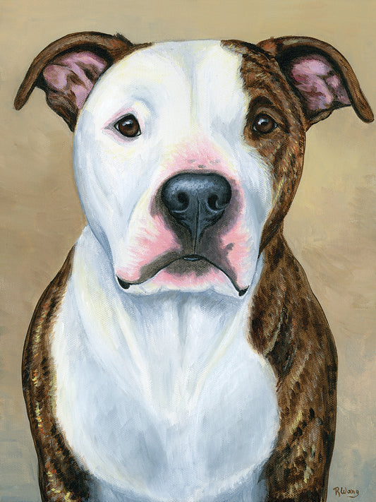 Brindle and White Pitbull Terrier Canvas Print