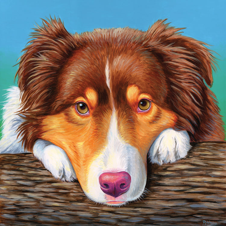 Red Tricolor Australian Shepherd