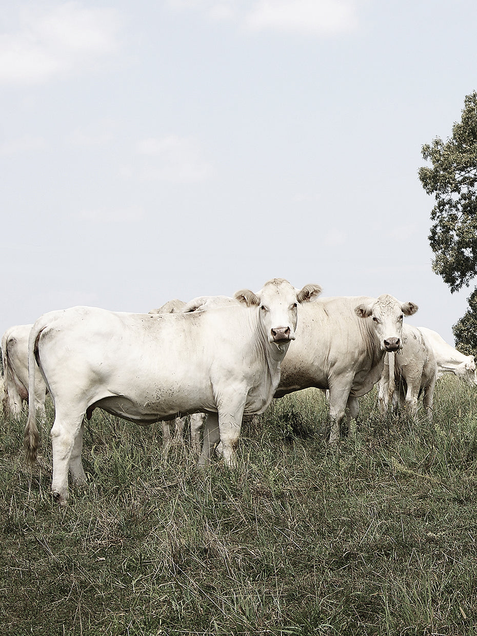Cow Pair Light