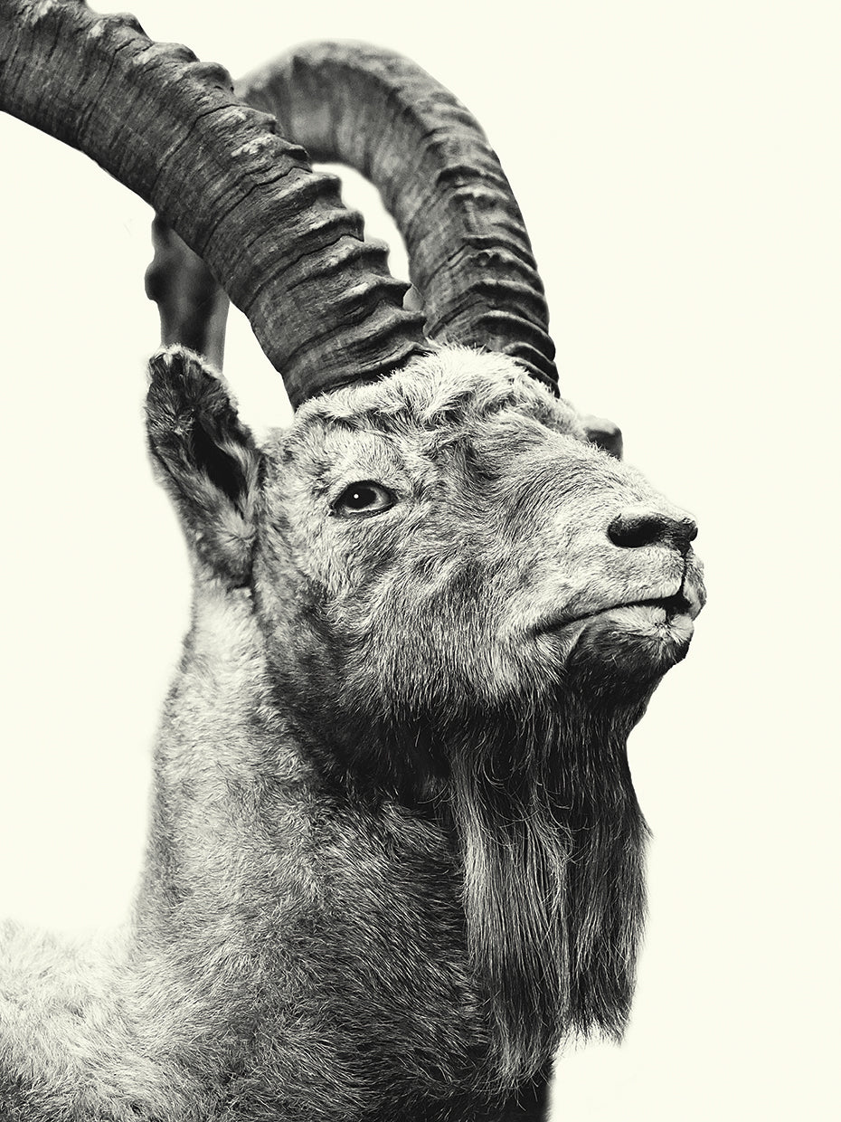 Big Ram 1