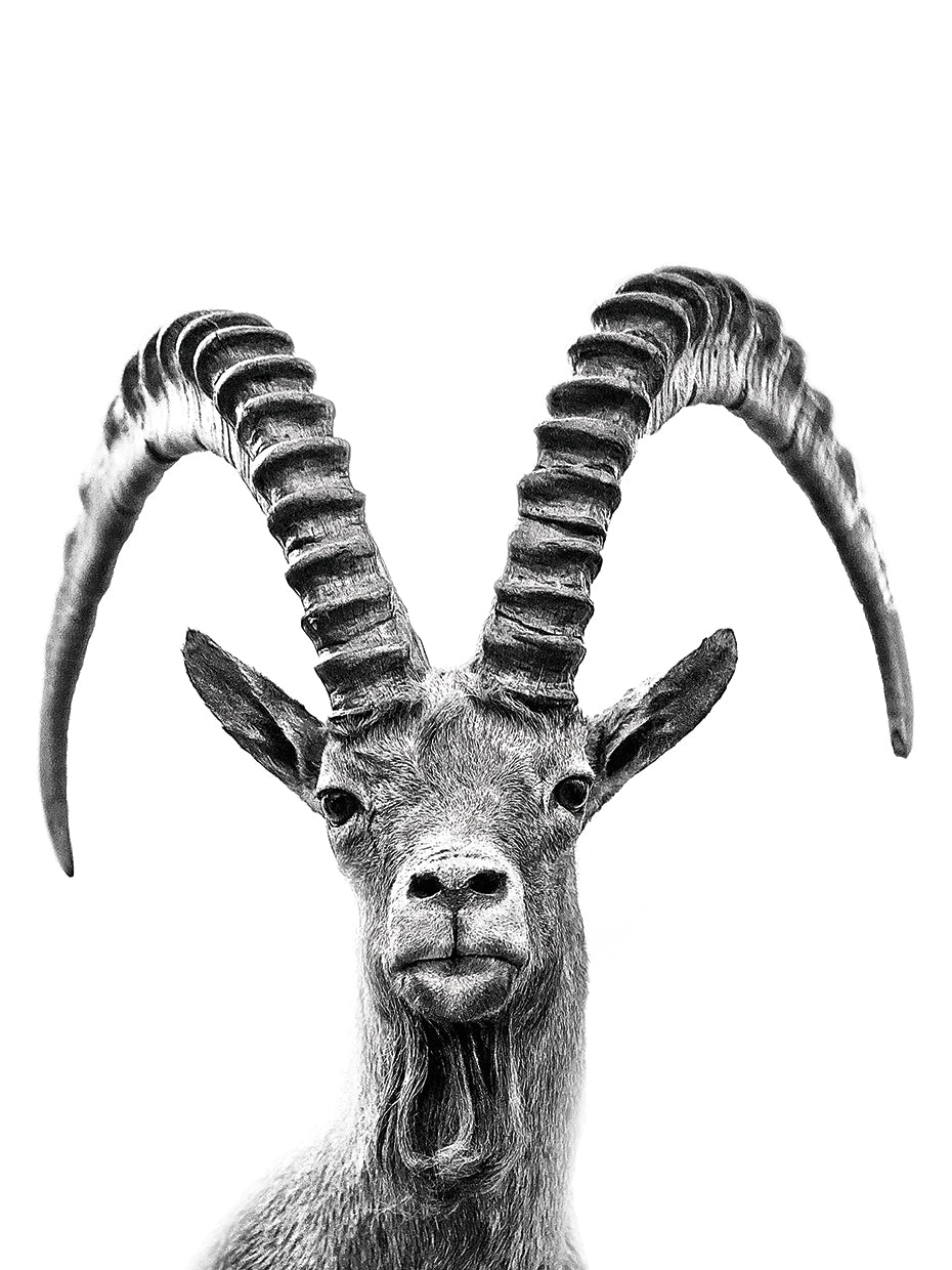 Big Ram 2