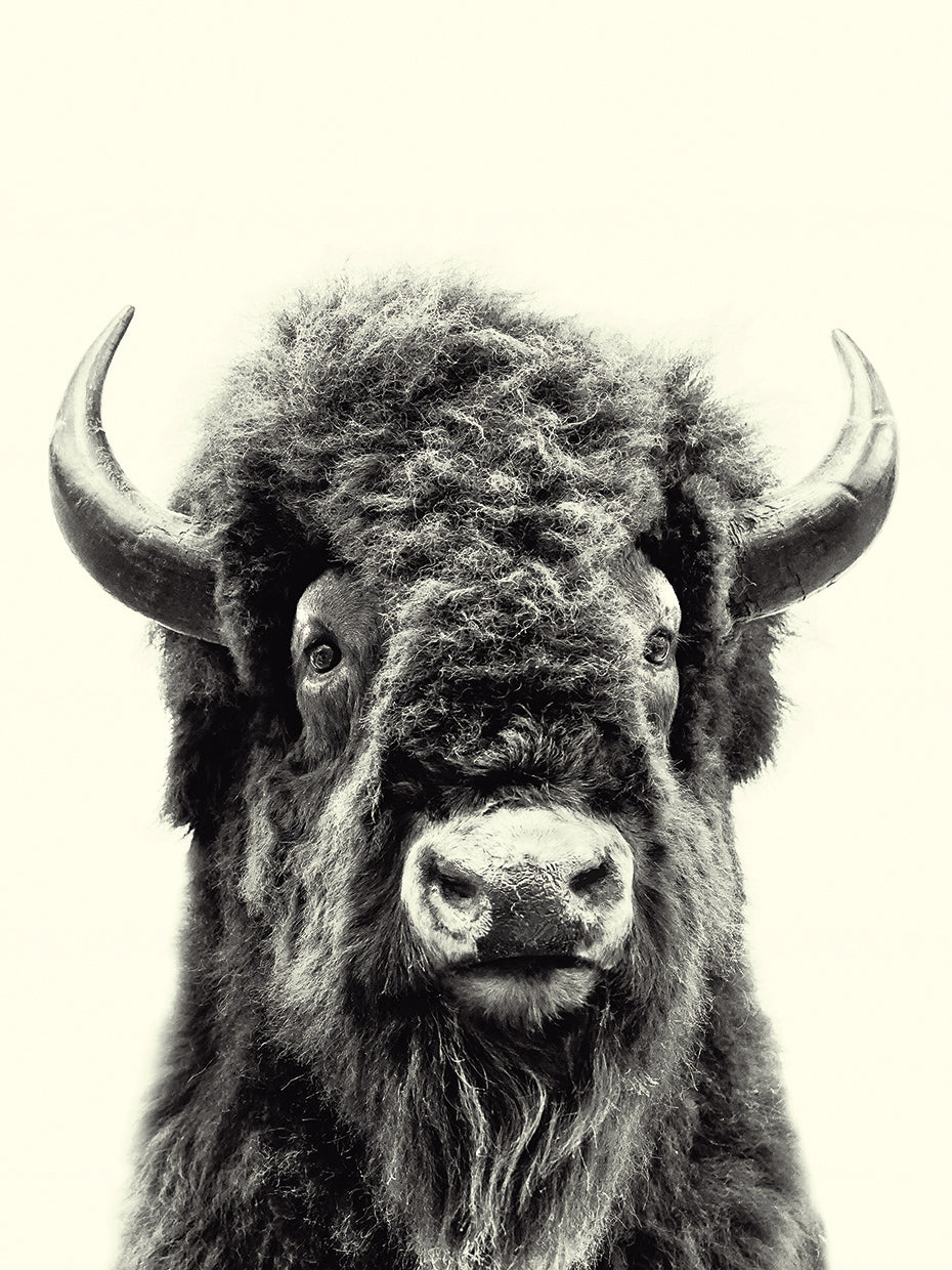 Buffalo Head